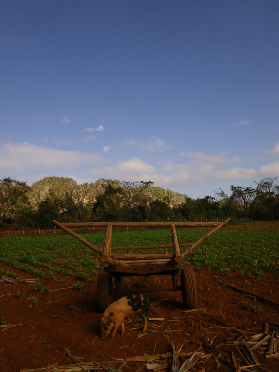 Tobacco Farm14.jpg